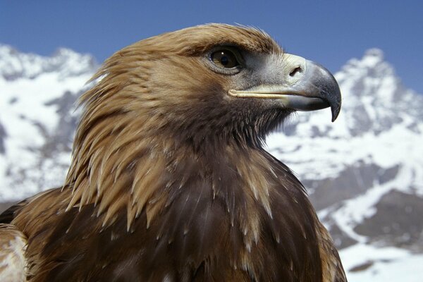 La mirada orgullosa de un águila en el fondo de las montañas nevadas