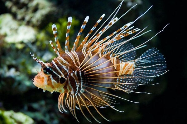 Poisson de mer posant au photographe