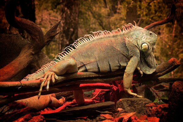 An iguana is lying on a tree among rocks