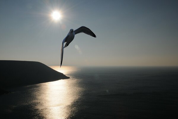 Foto de una gaviota voladora contra el sol y el mar