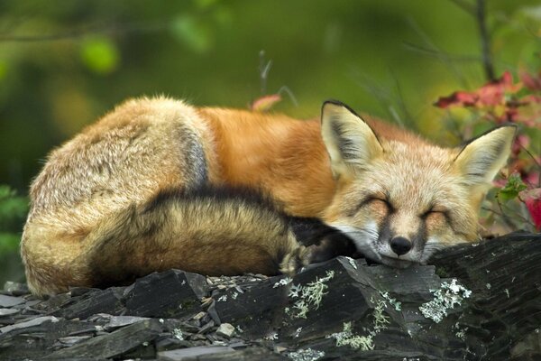 Der Fuchs liegt und wärmt sich auf Kieselsteinen