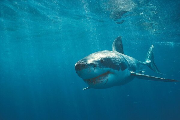 Shark with teeth and scars in the water