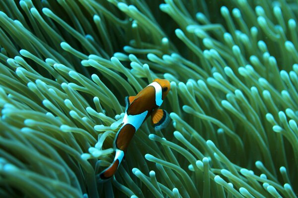 Clown fish in sea reefs