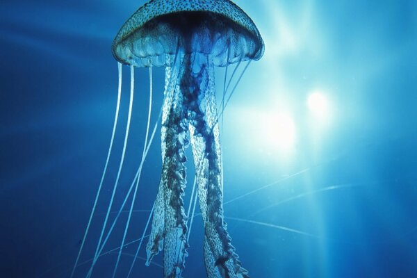 Jellyfish in the Pacific Ocean is consecrated by a bright light