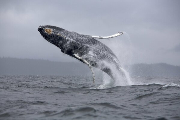 A whale jumping out of the ocean with a splash