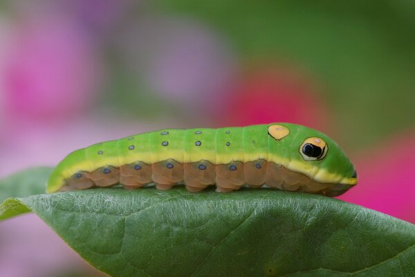 Imagen macro de una oruga en el follaje