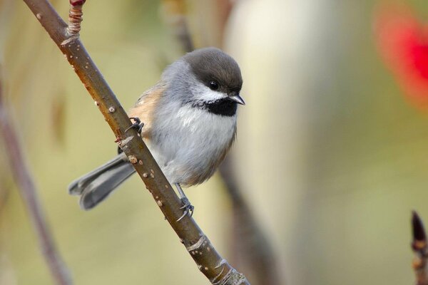 Ein kleiner grauer Vogel sitzt auf einem Ast