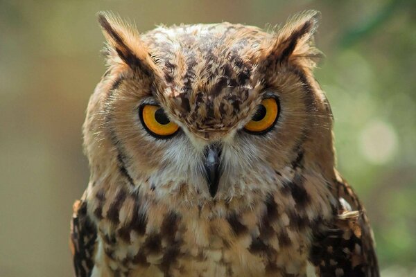 The look of an angry and attentive owl