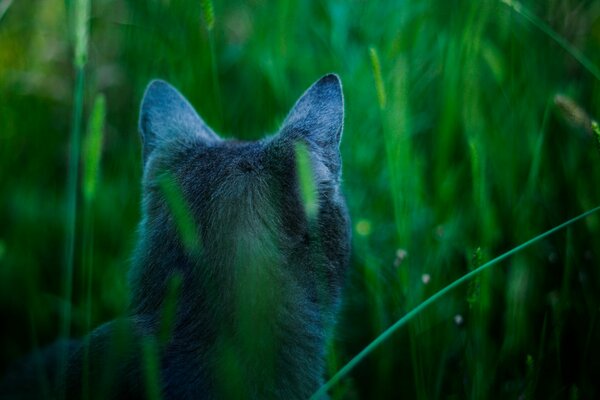 El gato de la raza rusa azul caza en la hierba