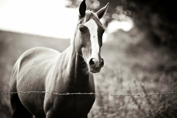 The devoted horse is waiting for the owner