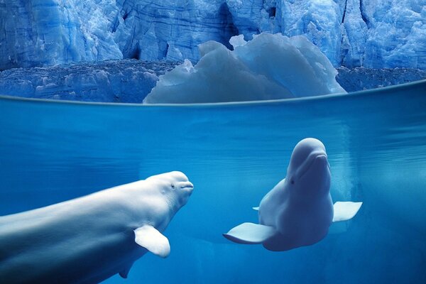 Delfín y Beluga en el océano entre el hielo