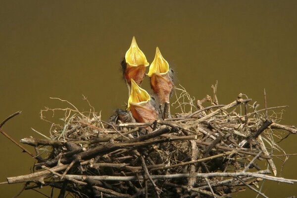 Three chicks are naked 6, chicks in the nest