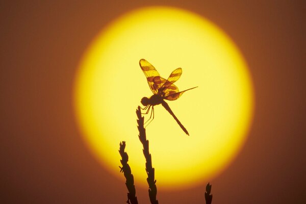 The silhouette of a dragonfly is barely noticeable against the background of sunset