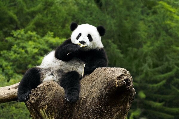 Panda adulto su un albero. Panda mangia