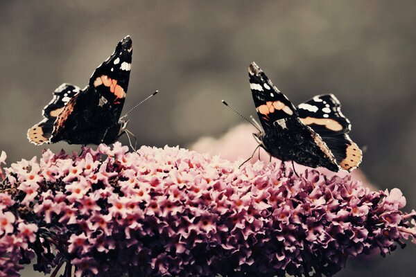 Schmetterlinge sammeln Pollen von der Blume