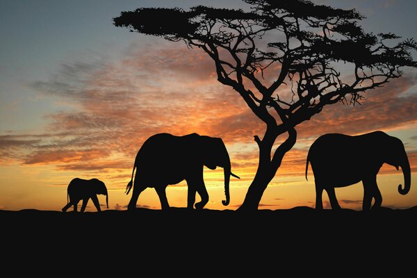 Two elephants and a baby elephant are walking at sunset