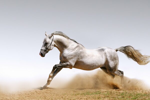 Cheval courir avec la poussière de sable