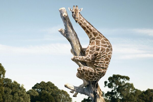 Girafe a grimpé sur le tronc de l arbre