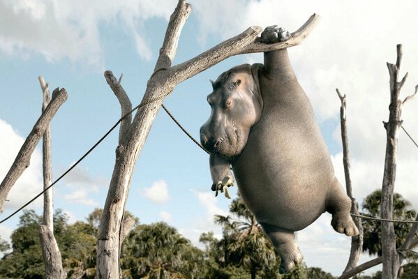 Hipopótamo salta suavemente de un árbol aferrándose a las ramas