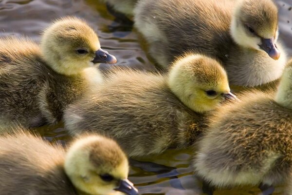 Flauschige Entenküken schwimmen im Wasser