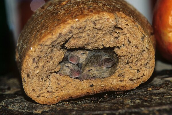 Mice in a bread hole