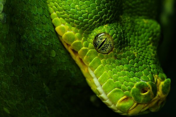 Yeux fantastiques de serpent vert