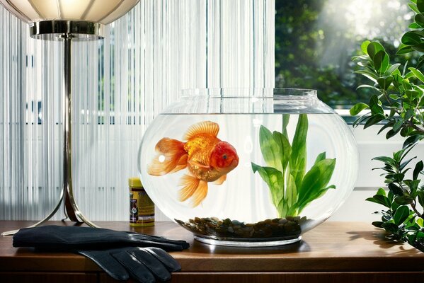 There is a round aquarium with a goldfish by the window