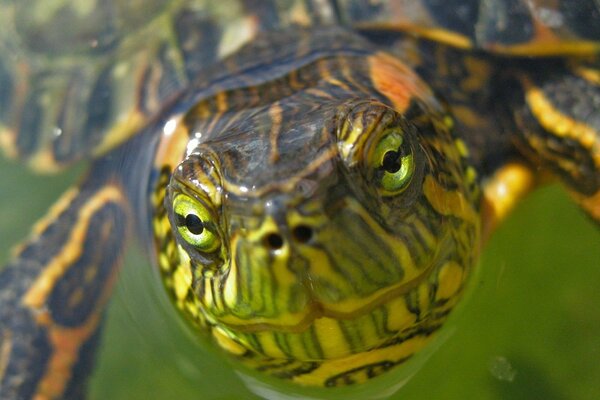 La mirada penetrante de la tortuga verde