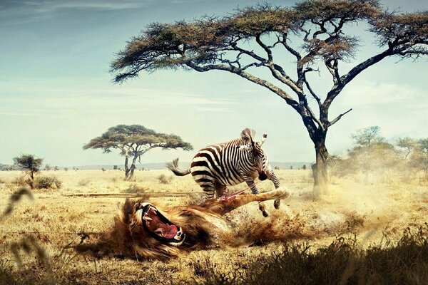 A lion in Africa fell on its back and a zebra was running nearby