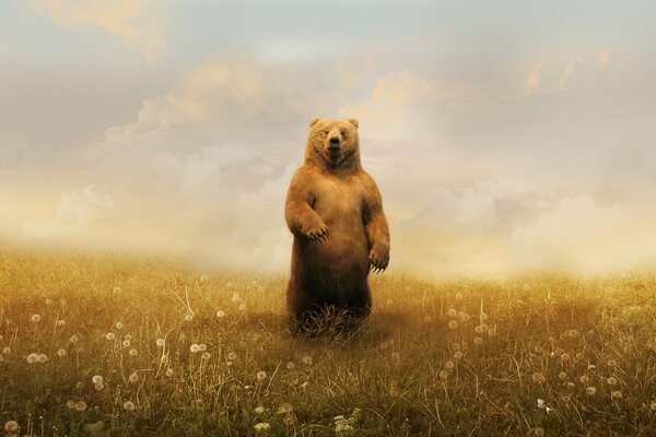 Teddybär im Löwenzahn vor dem Hintergrund der Wolken