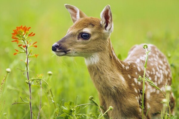 Cerf dans l herbe en regardant la fleur