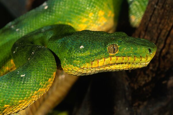 Green-yellow snake with eyes with vertical pupils