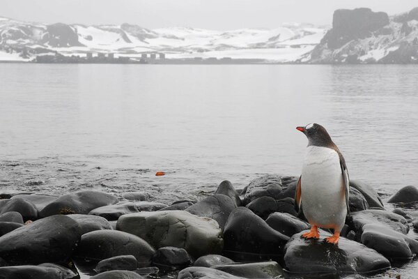 Un hermoso pingüino se para en las rocas y Mira a gorazint