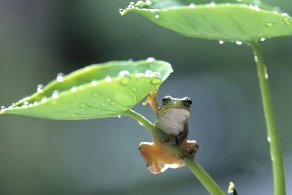 A frog clings to a dew-covered leaf