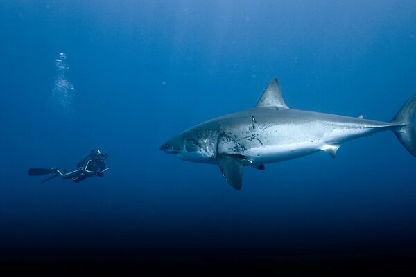 Tiburón en el océano frente a un buzo