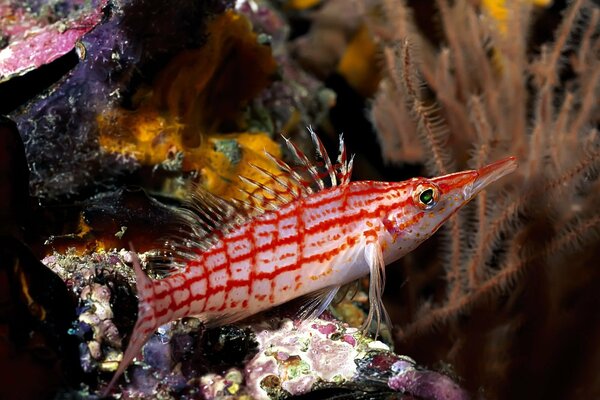 Pesce insolito nei coralli