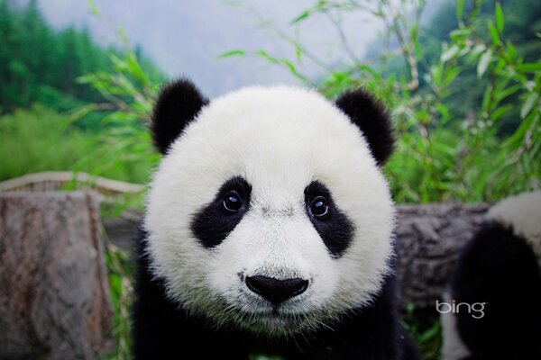 The muzzle of a panda cub on a background of greenery