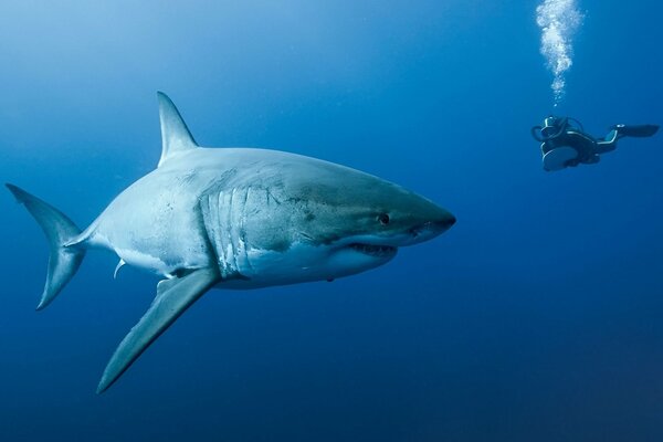 Un tiburón bajo el agua en el océano observa a un buzo