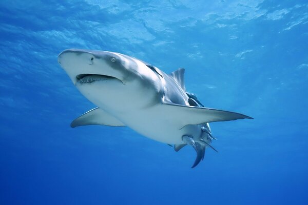 Gran tiburón blanco en el mar