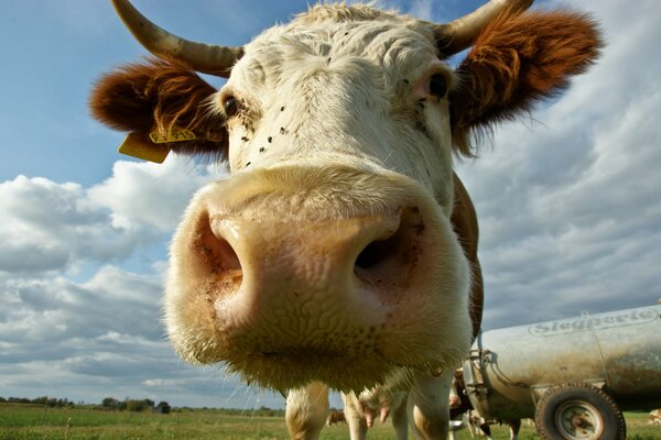 Faccia di mucca su tutto lo sfondo