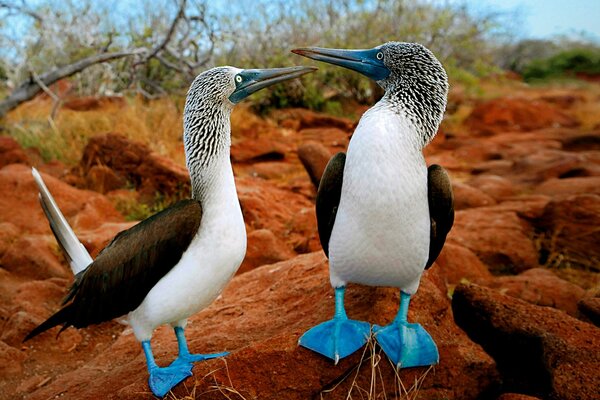 2 oiseaux aux pattes bleues