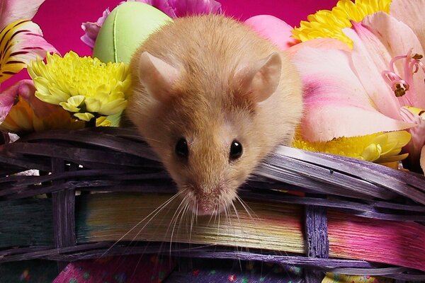 Cute fluffy mouse sitting on a bouquet of flowers in a basket