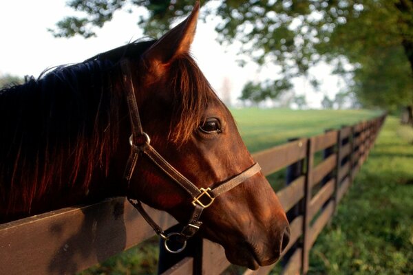 The horse s muzzle looks out of the fence