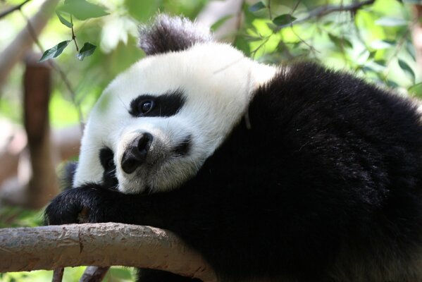 Sad panda was thinking on a tree