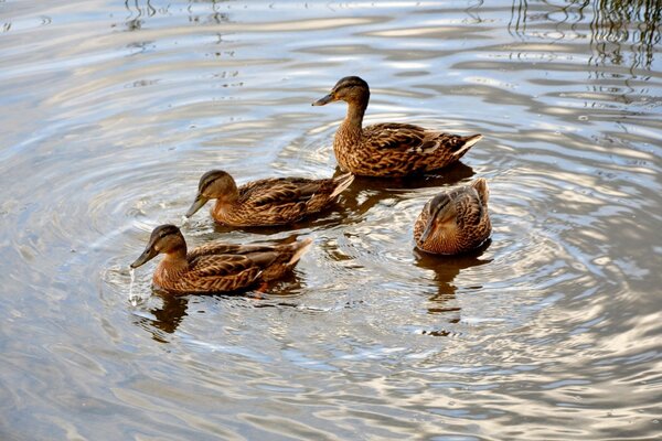 Le anatre fanno un giro sull acqua