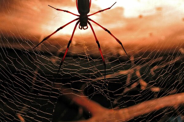 Spinne auf Spinnennetz und Sonnenuntergang