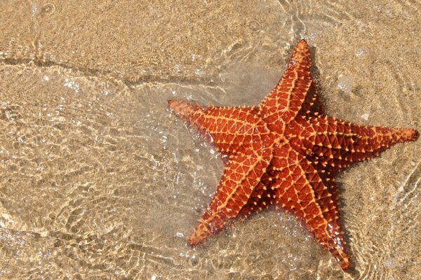 Estrella de mar tumbada en la arena