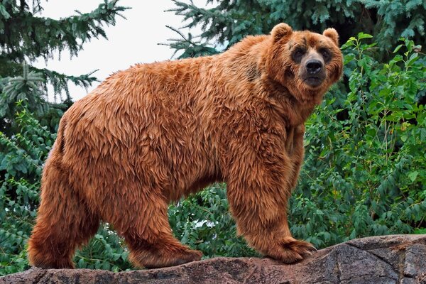 Brown bear in the forest on a rock