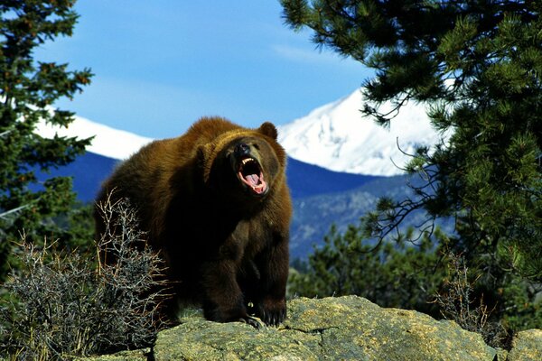 Ours brun bouche grande ouverte