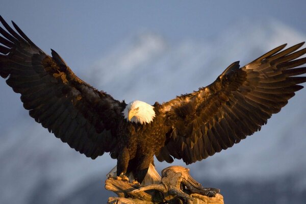 Enorme Aquila allarga le ali